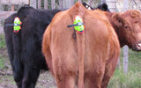 Moocall Calving Sensor