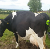 Moocall Calving Sensor